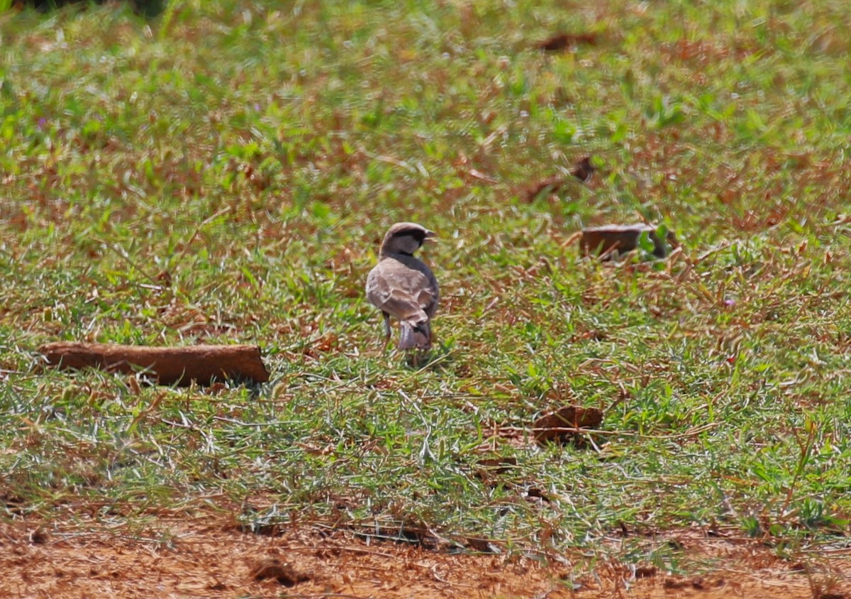 Ashy-crowned Sparrow-Lark - ML619994432