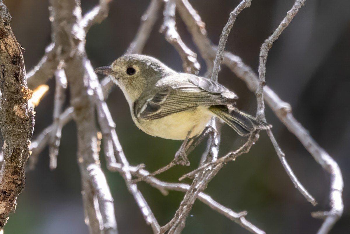 Hutton's Vireo - ML619994463