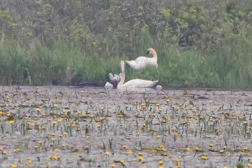 Cygne trompette - ML619994473