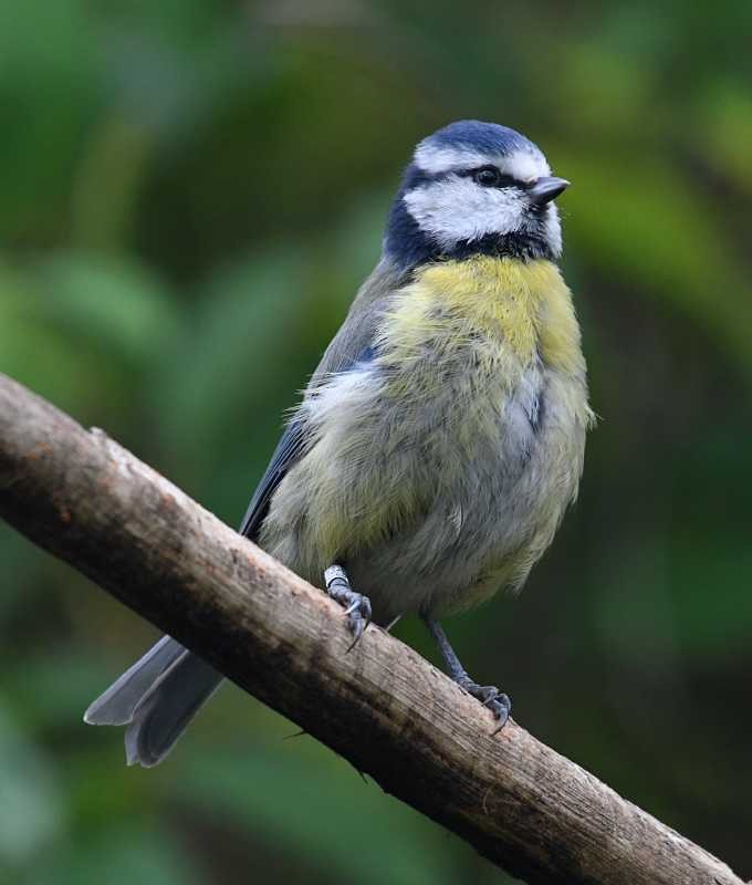 Eurasian Blue Tit - ML619994476