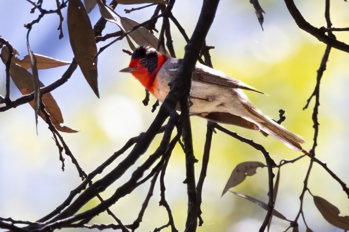 Red-faced Warbler - ML619994485