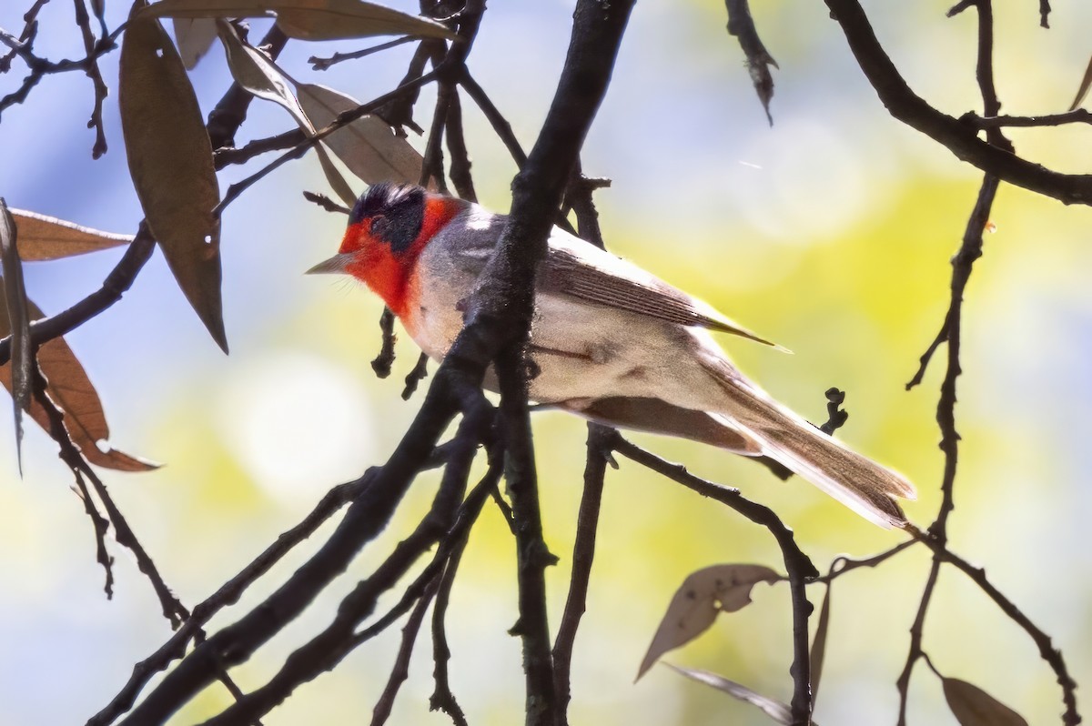 Paruline à face rouge - ML619994487