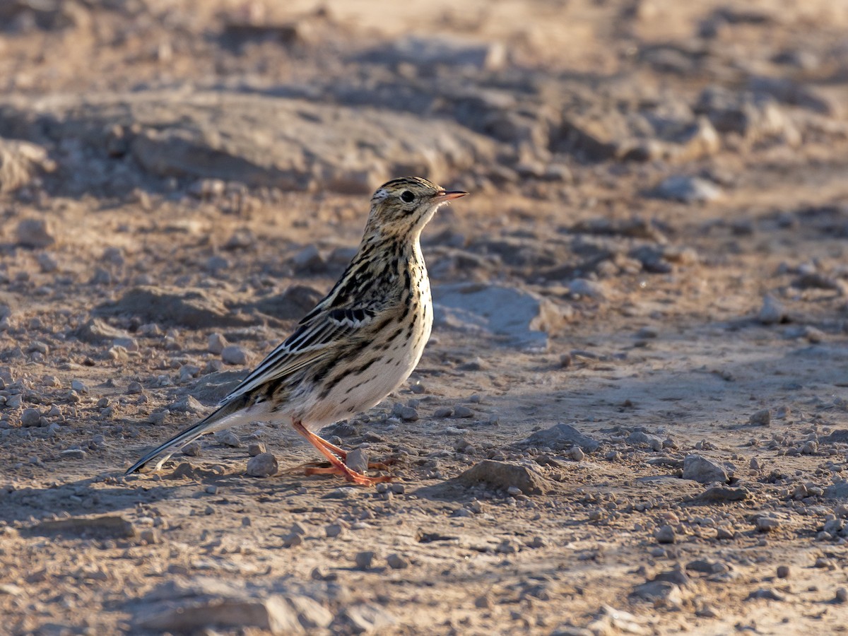 Correndera Pipit - ML619994497