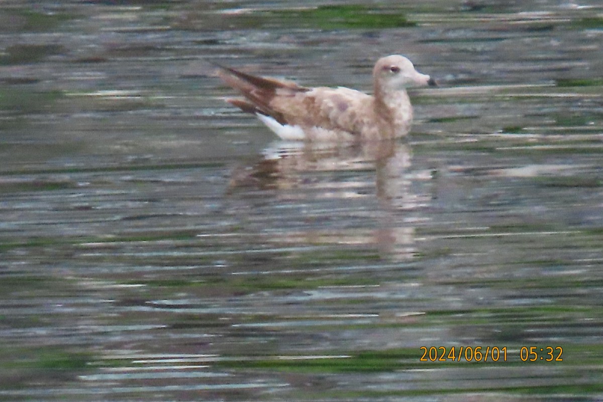 Black-tailed Gull - ML619994519