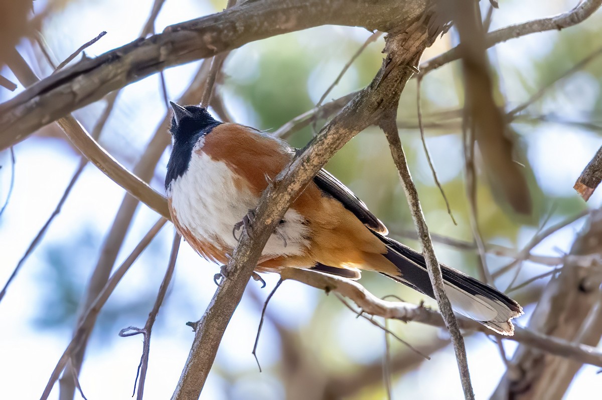Spotted Towhee - ML619994525
