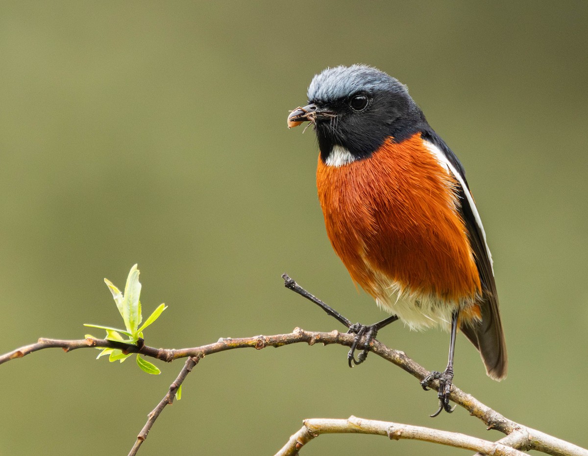 White-throated Redstart - ML619994534