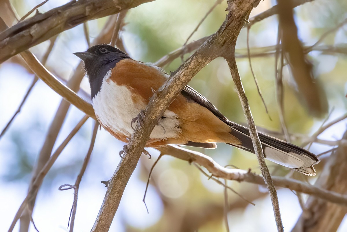 Spotted Towhee - ML619994536