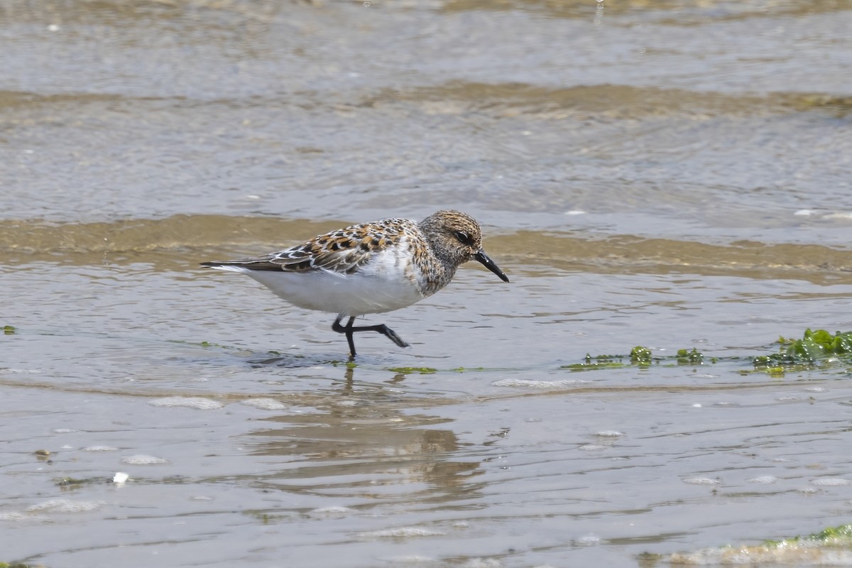 Bécasseau sanderling - ML619994542