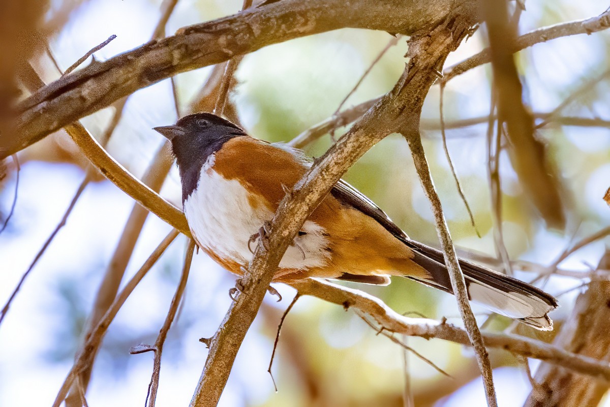 Spotted Towhee - ML619994545