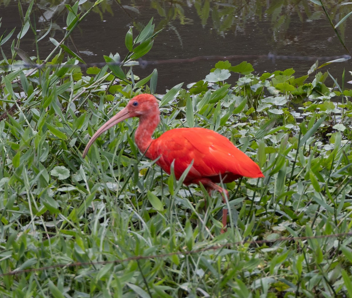 ibis rudý - ML619994567
