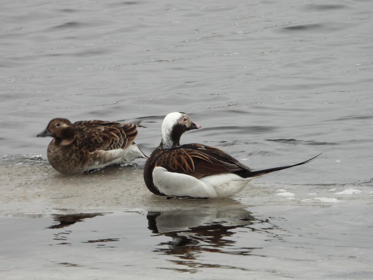 Long-tailed Duck - ML619994575