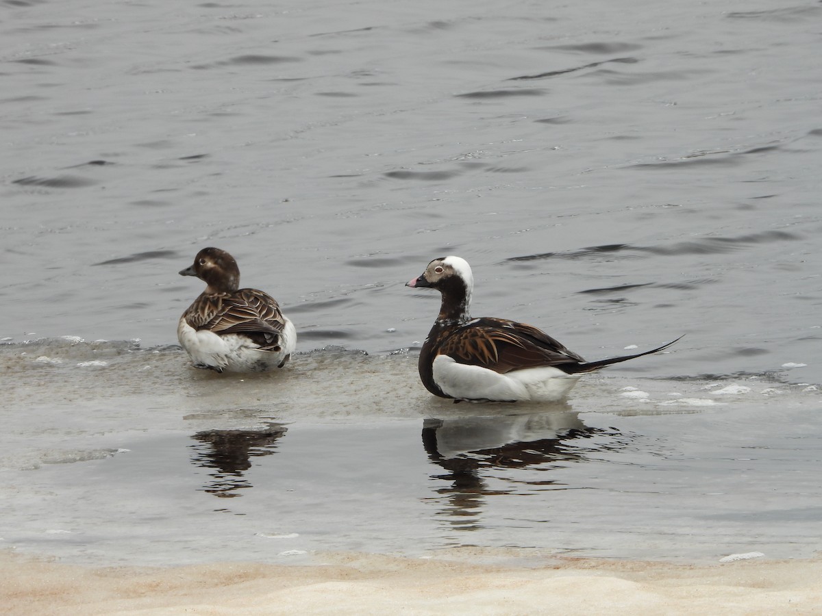 Long-tailed Duck - Jon Iratzagorria Garay