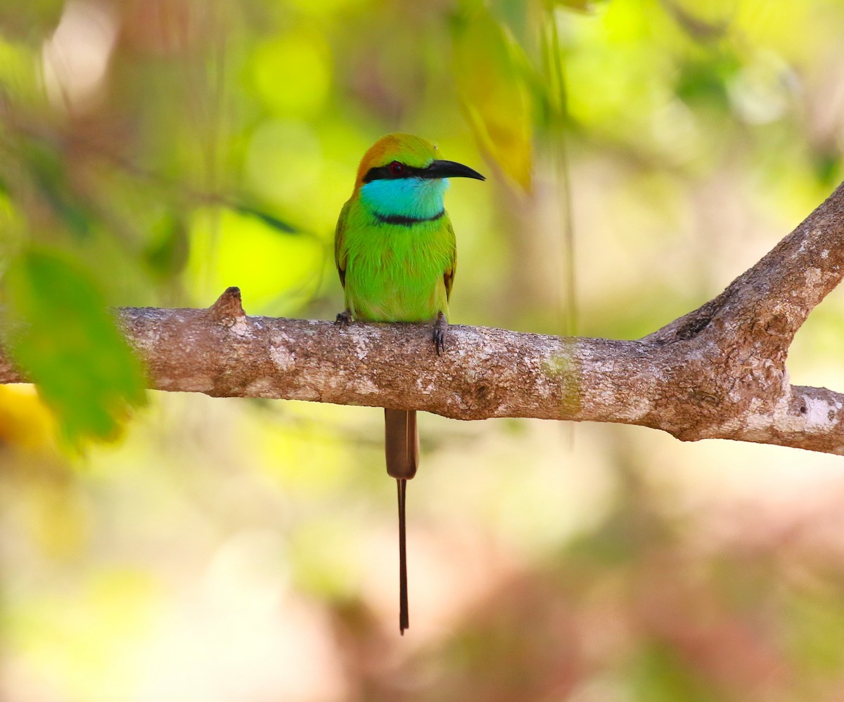 Asian Green Bee-eater - ML619994578