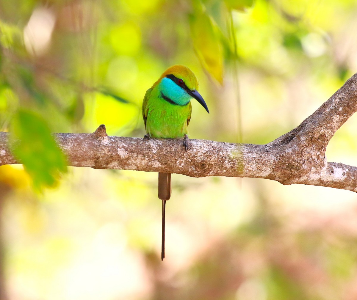 Asian Green Bee-eater - ML619994579
