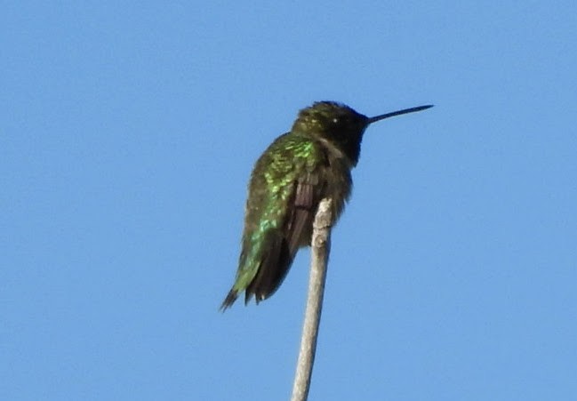 Black-chinned Hummingbird - ML619994582