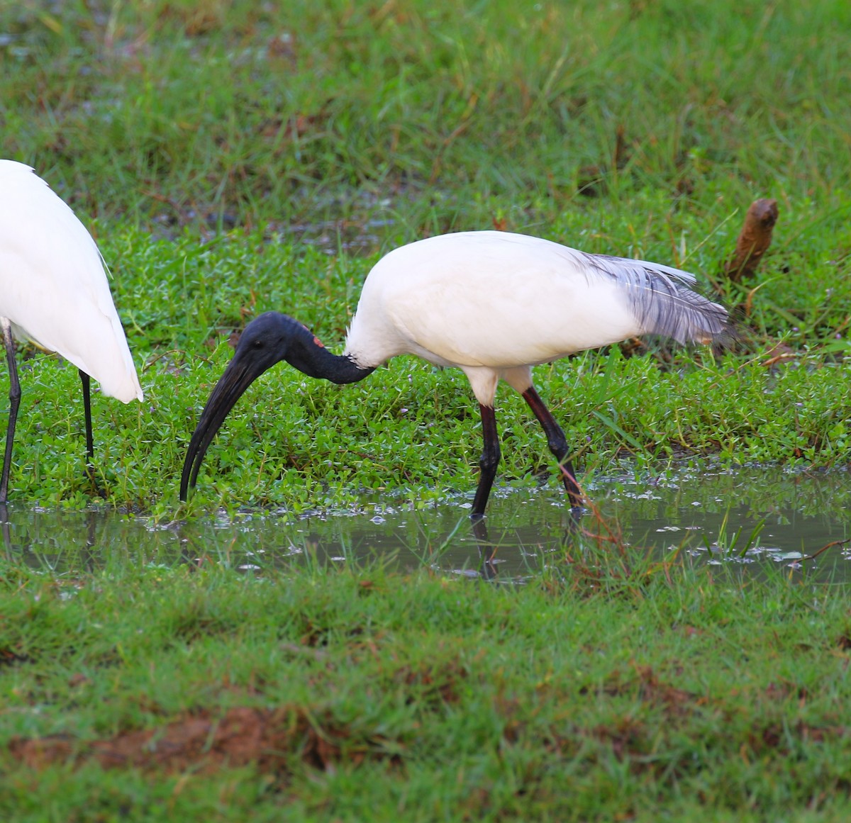 ibis černohlavý - ML619994609