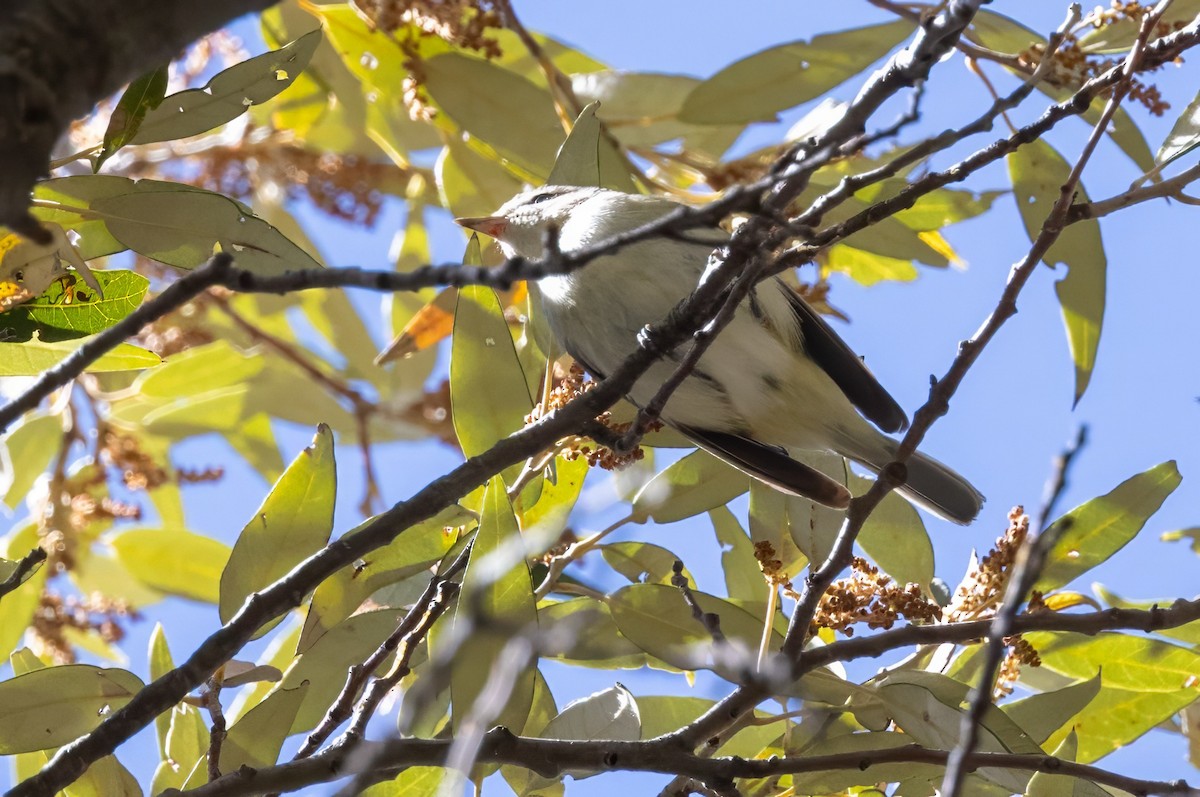 Warbling Vireo - ML619994613