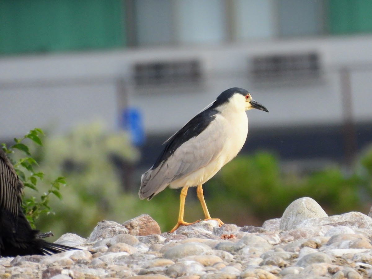 Black-crowned Night Heron - ML619994616