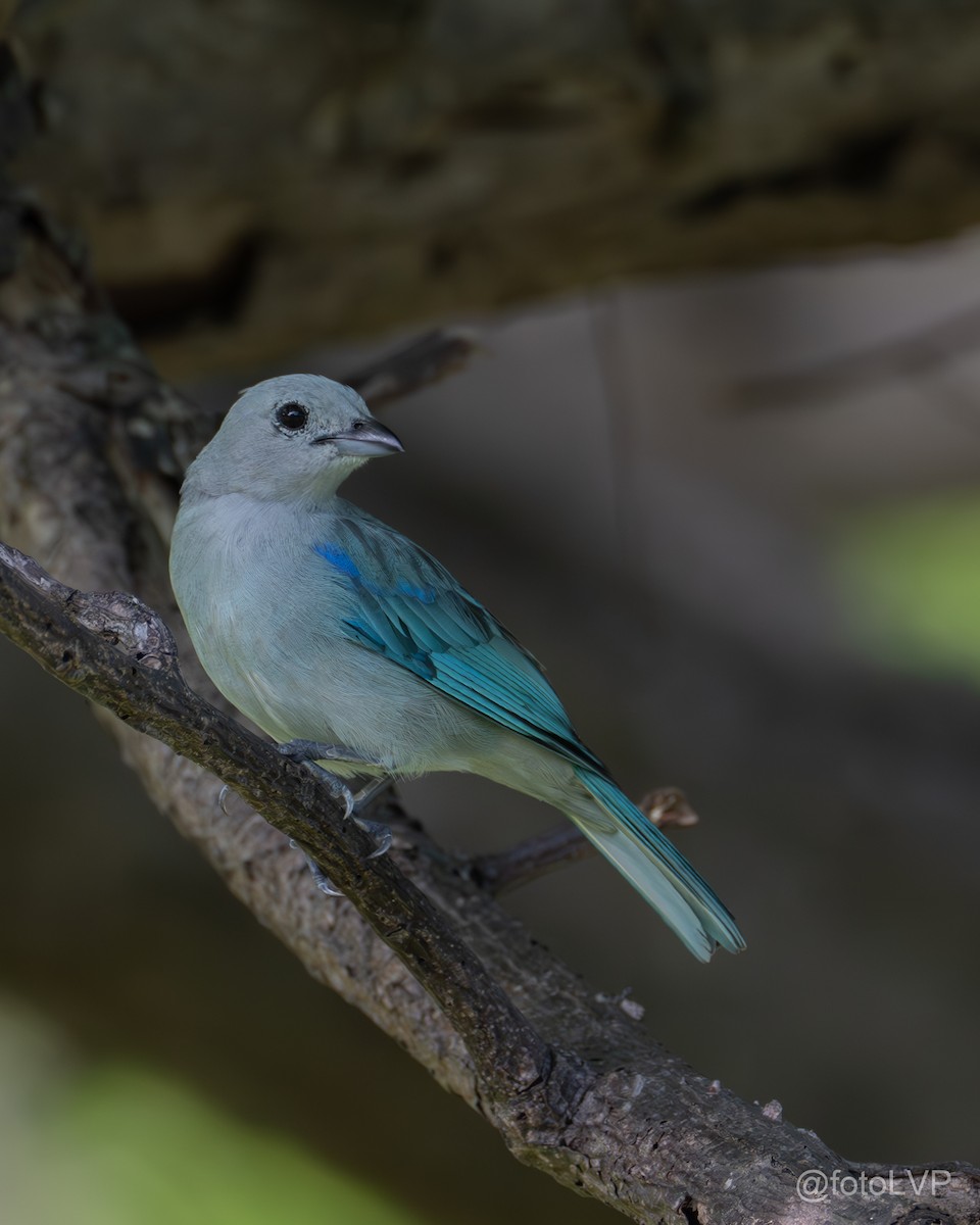 Blue-gray Tanager - ML619994619