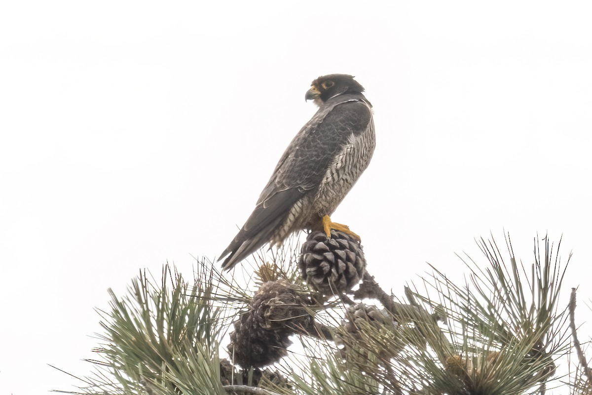 Peregrine Falcon - ML619994620