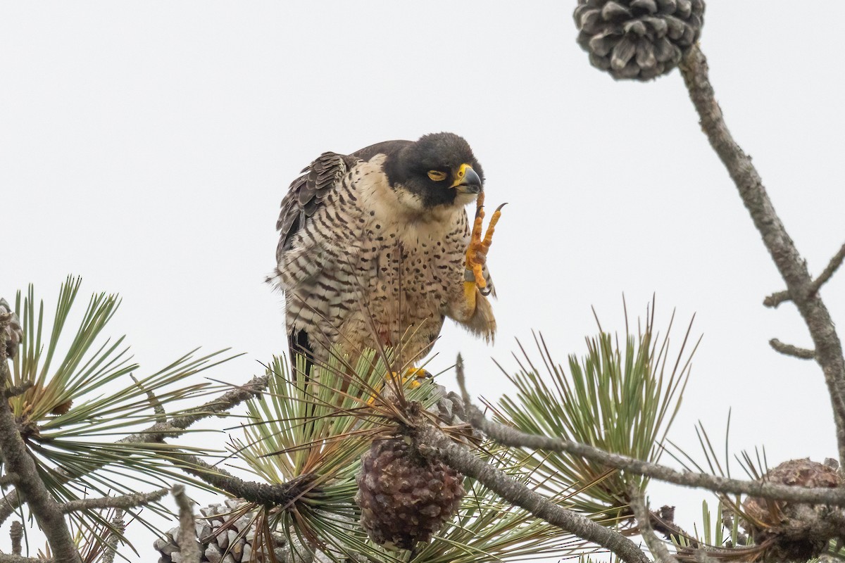 Peregrine Falcon - ML619994621