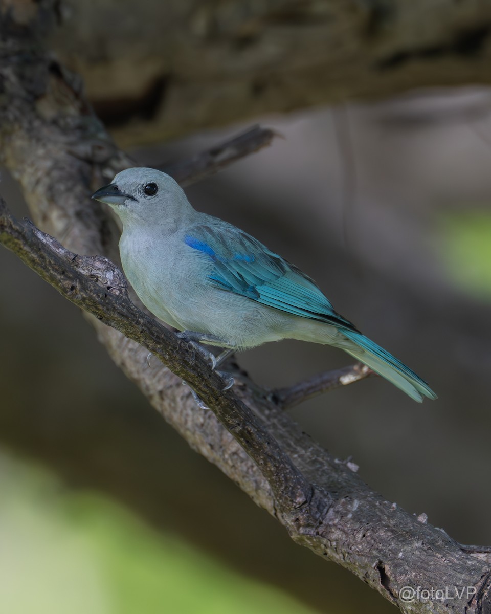 Blue-gray Tanager - ML619994624