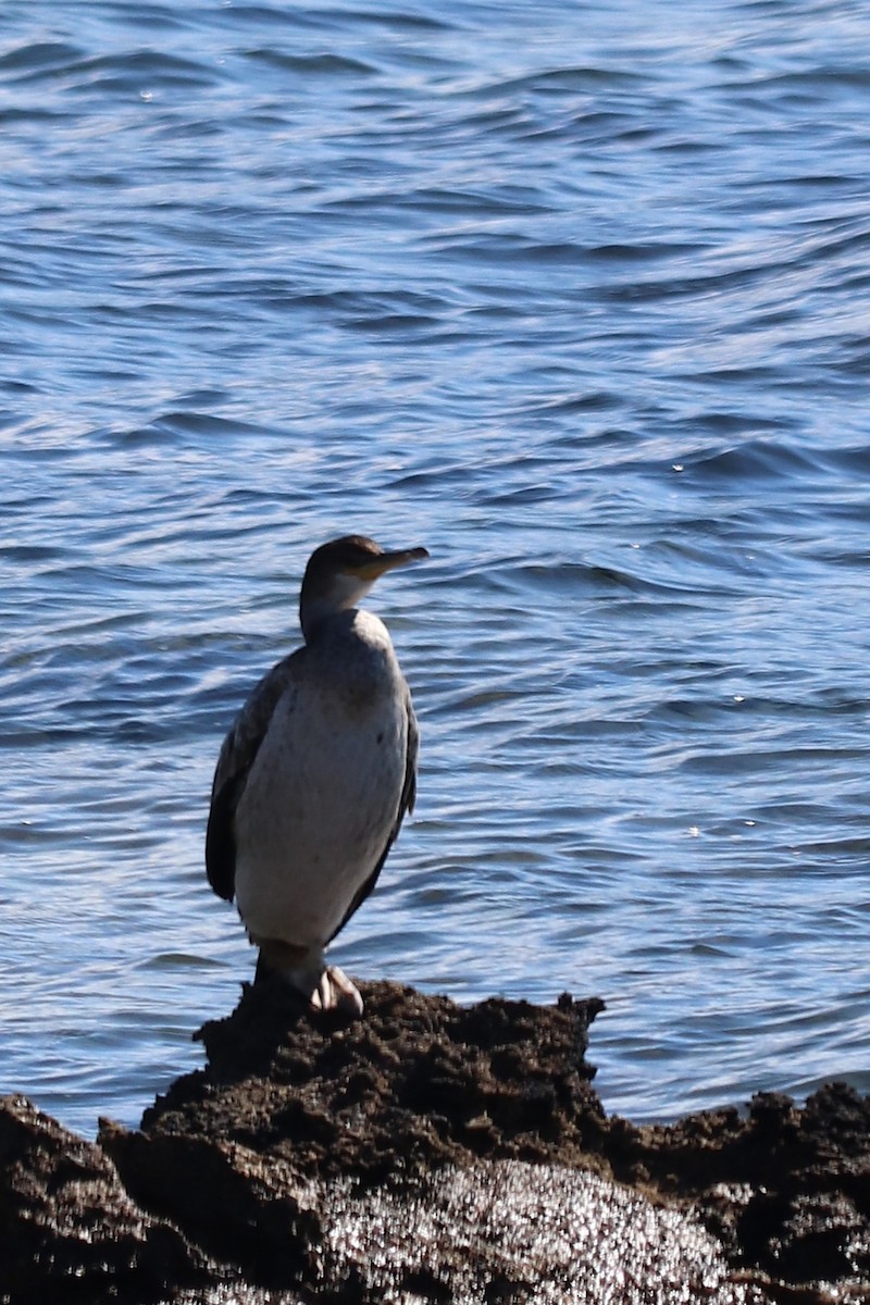 European Shag - ML619994652