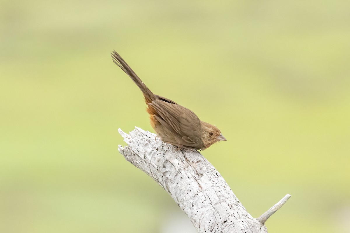 California Towhee - ML619994656