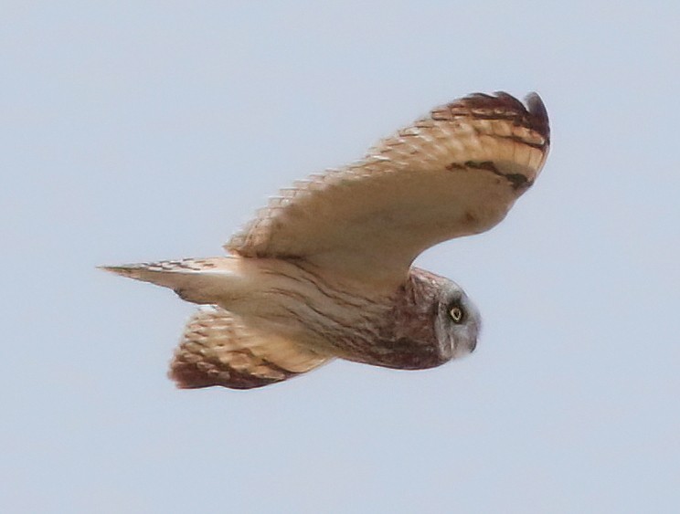 Short-eared Owl - ML619994665