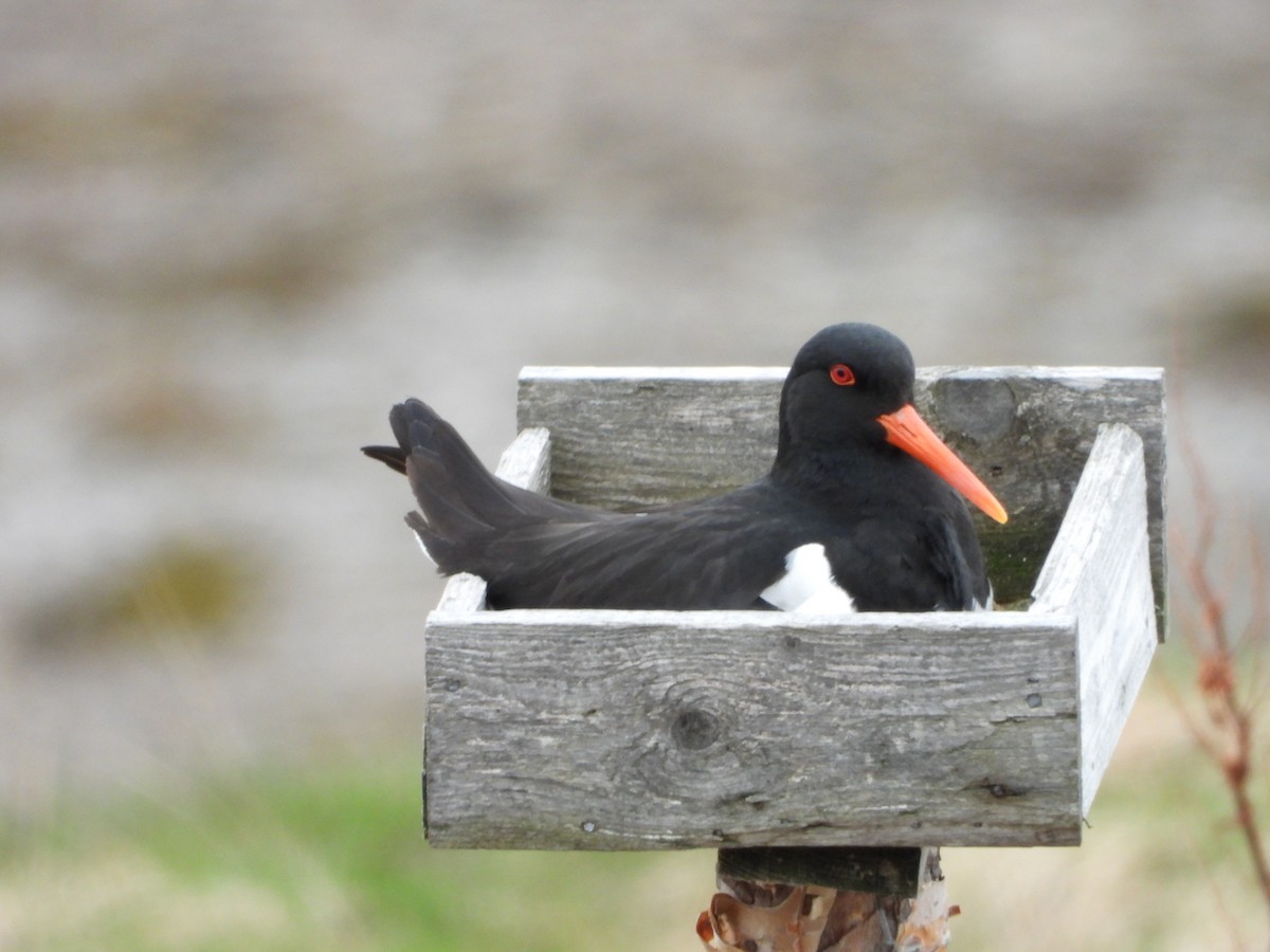 Eurasian Oystercatcher - ML619994667