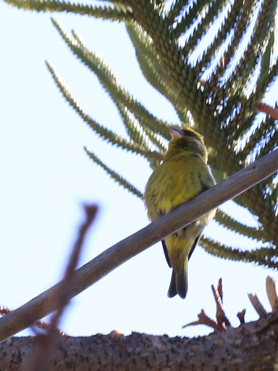 European Greenfinch - ML619994668