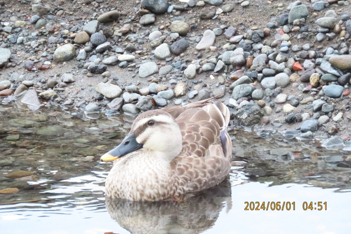Eastern Spot-billed Duck - ML619994669
