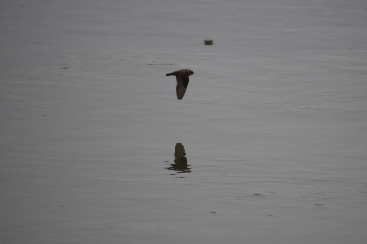 Northern Rough-winged Swallow - ML619994674