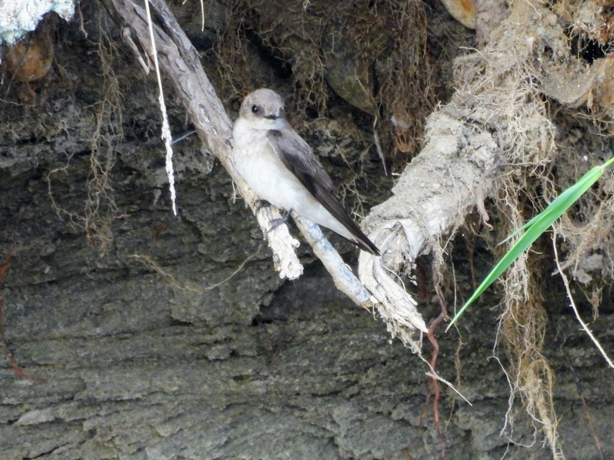 Northern Rough-winged Swallow - ML619994675