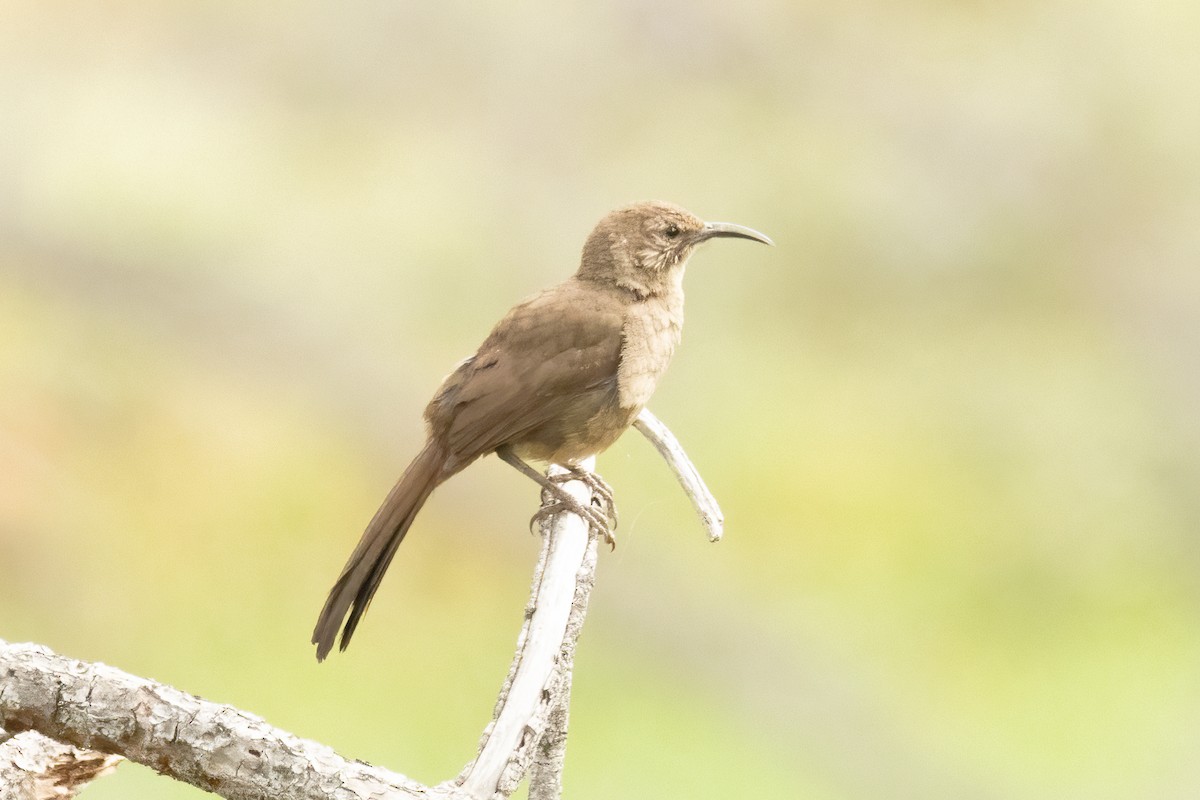 California Thrasher - ML619994709