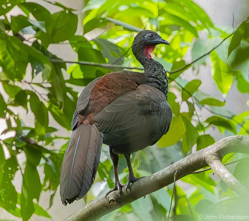 Crested Guan - ML619994711