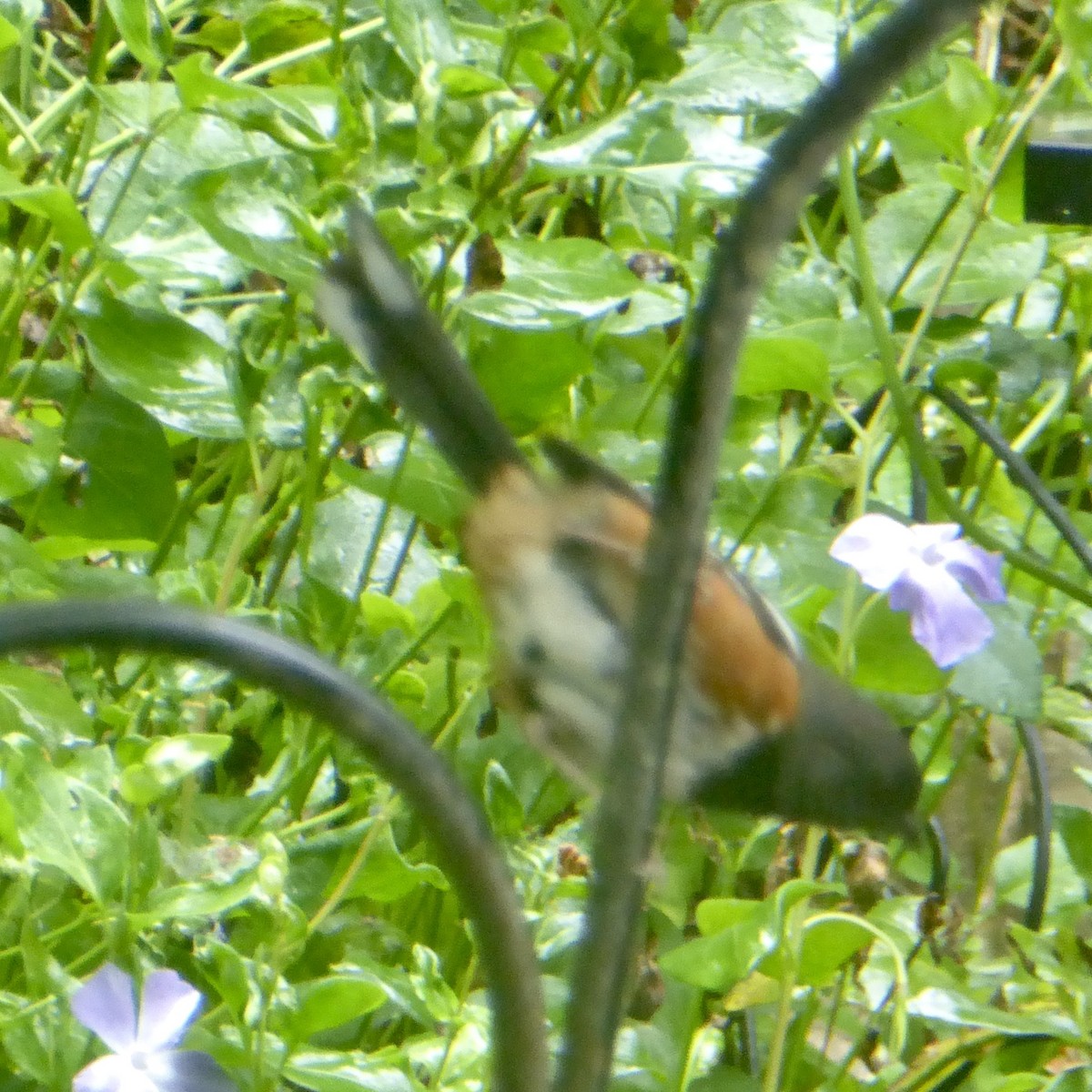 Spotted Towhee (oregonus Group) - ML619994715