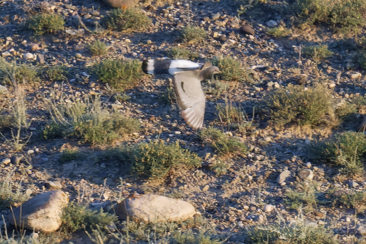 holub útesový - ML619994719