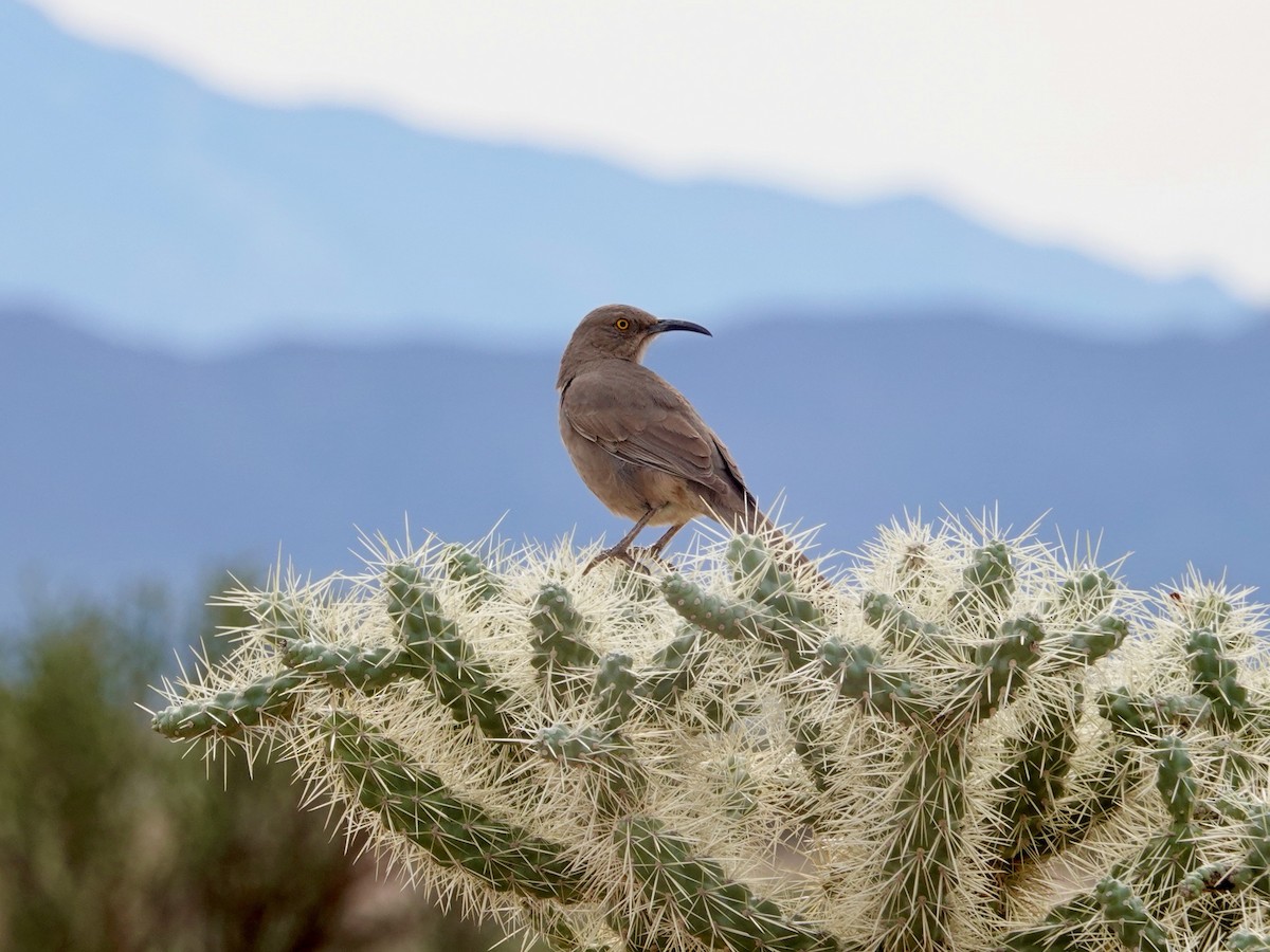 Curve-billed Thrasher - ML619994722