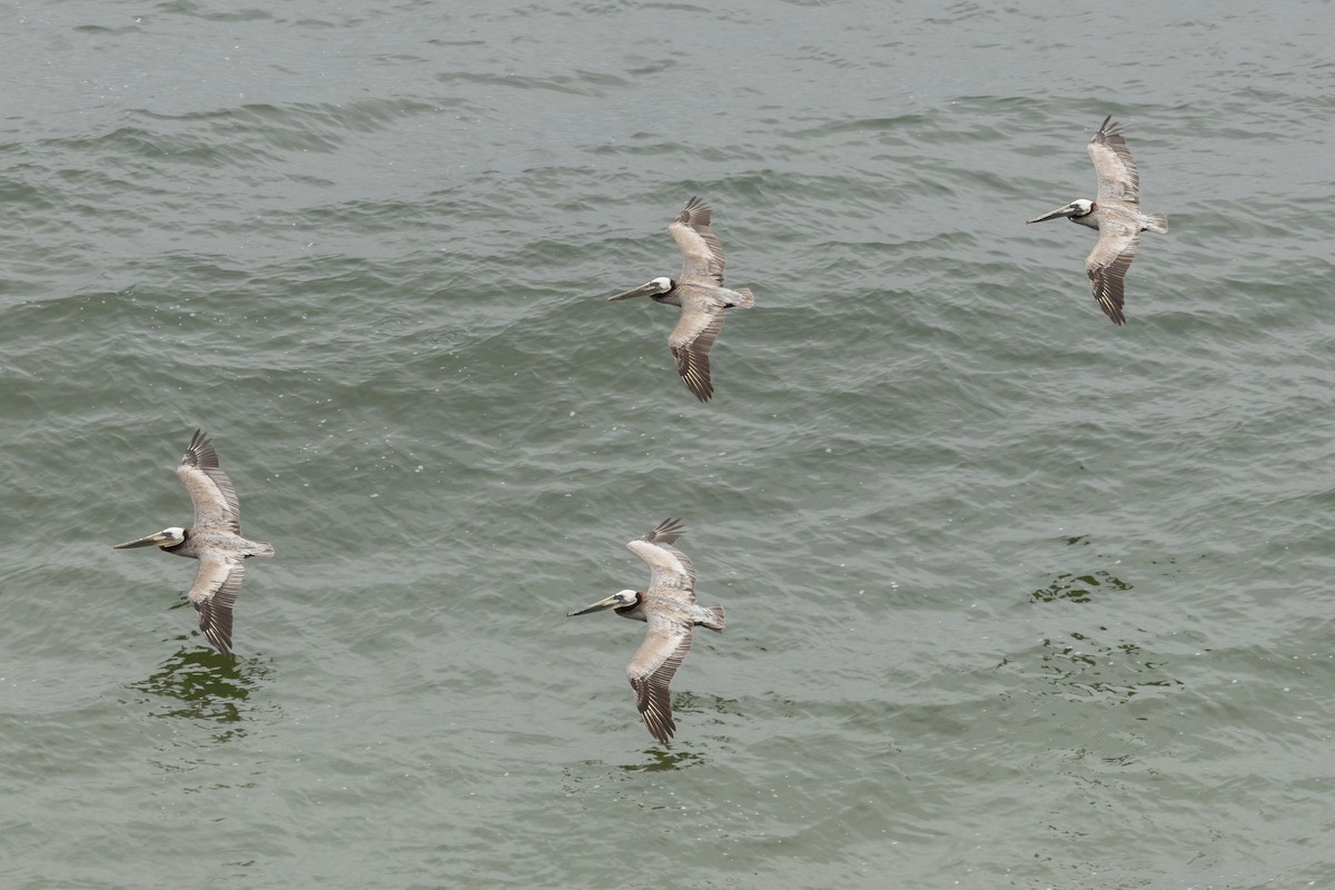 Brown Pelican - ML619994723