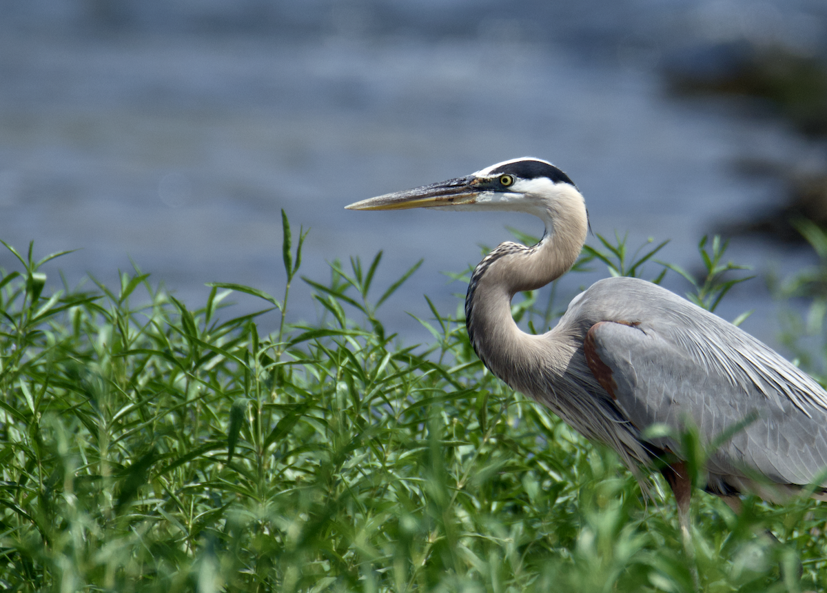 Great Blue Heron - ML619994732