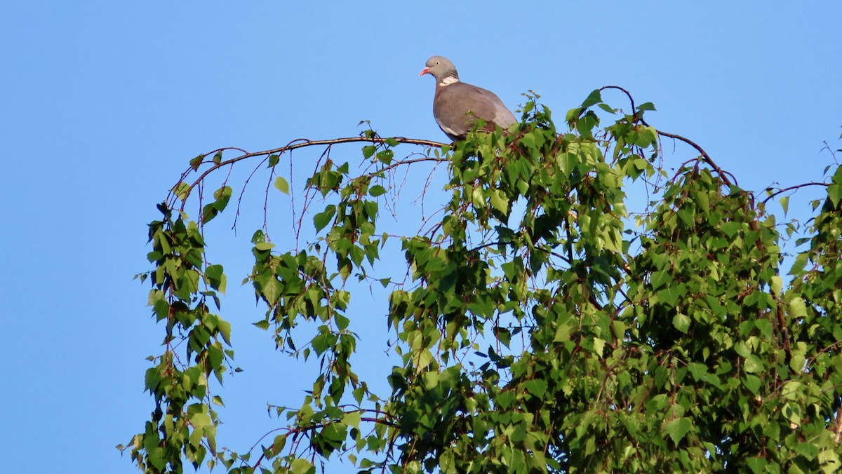 Common Wood-Pigeon - ML619994748