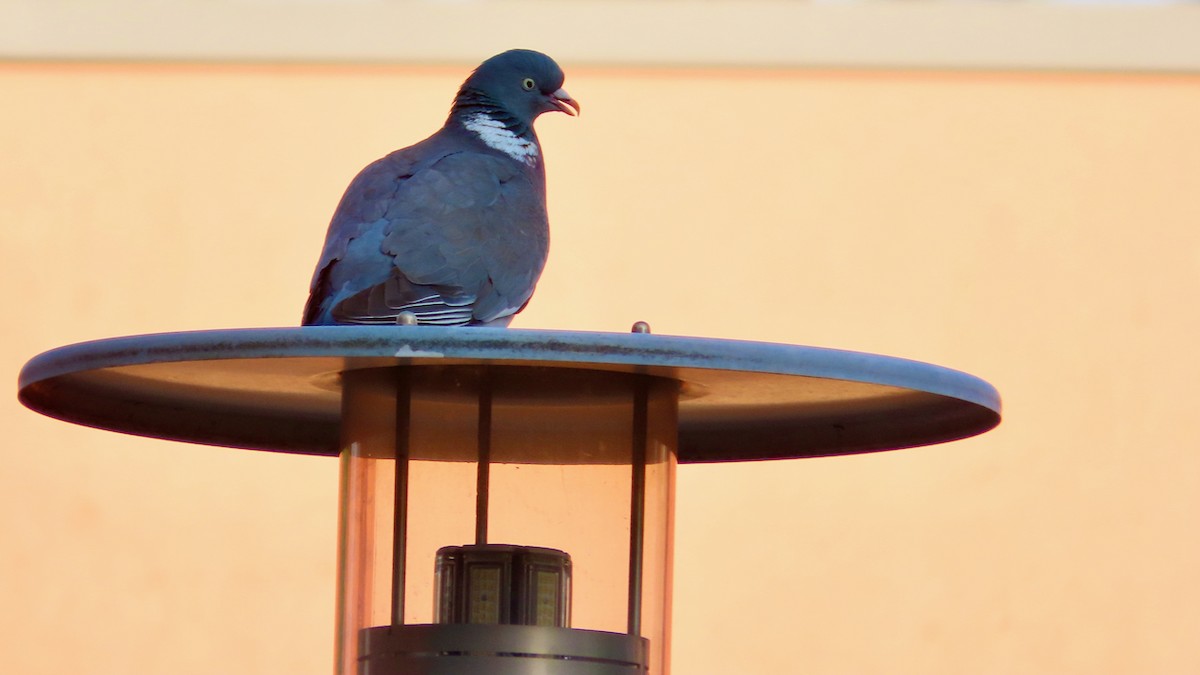 Common Wood-Pigeon - ML619994749