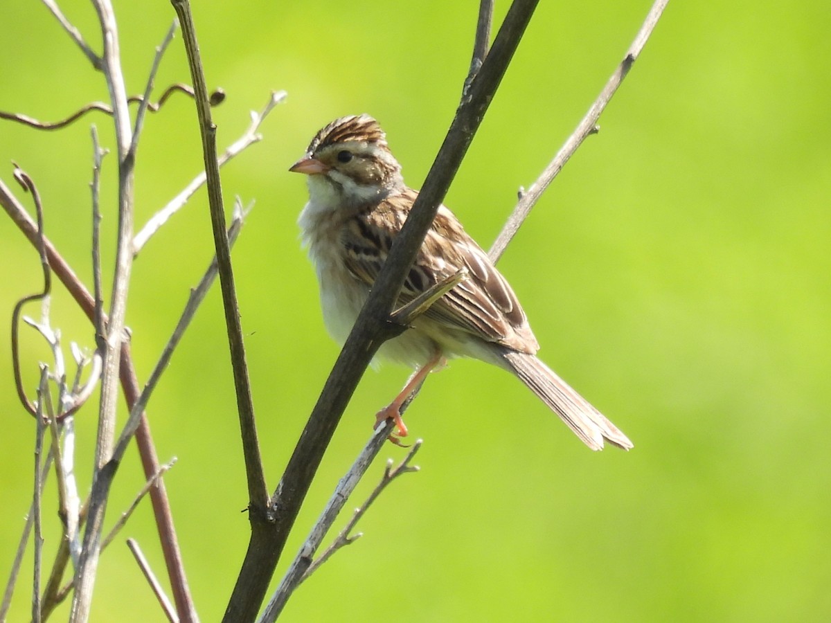 Clay-colored Sparrow - ML619994782