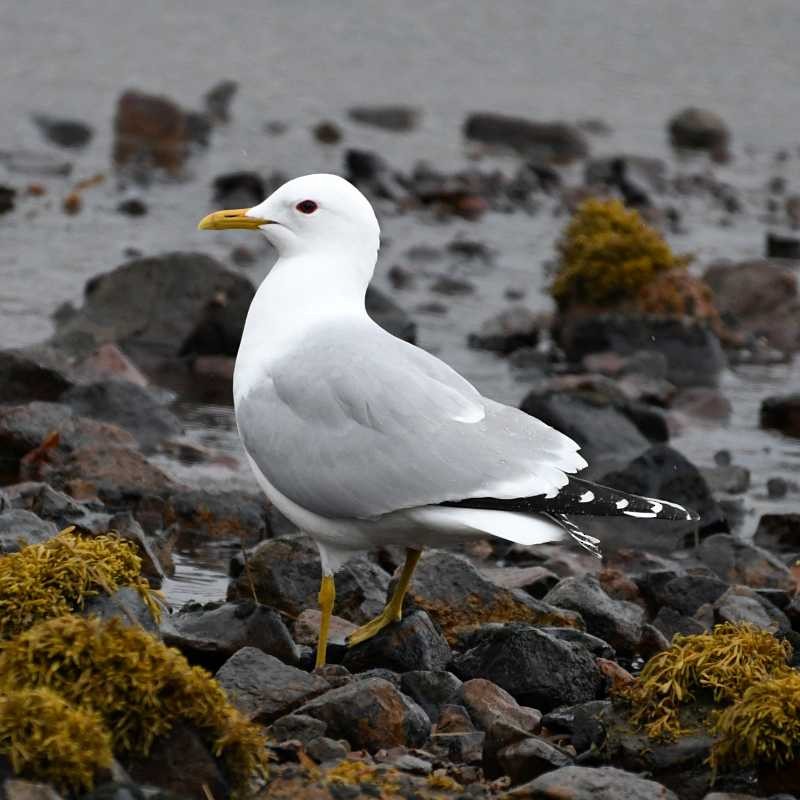 Common Gull - ML619994784