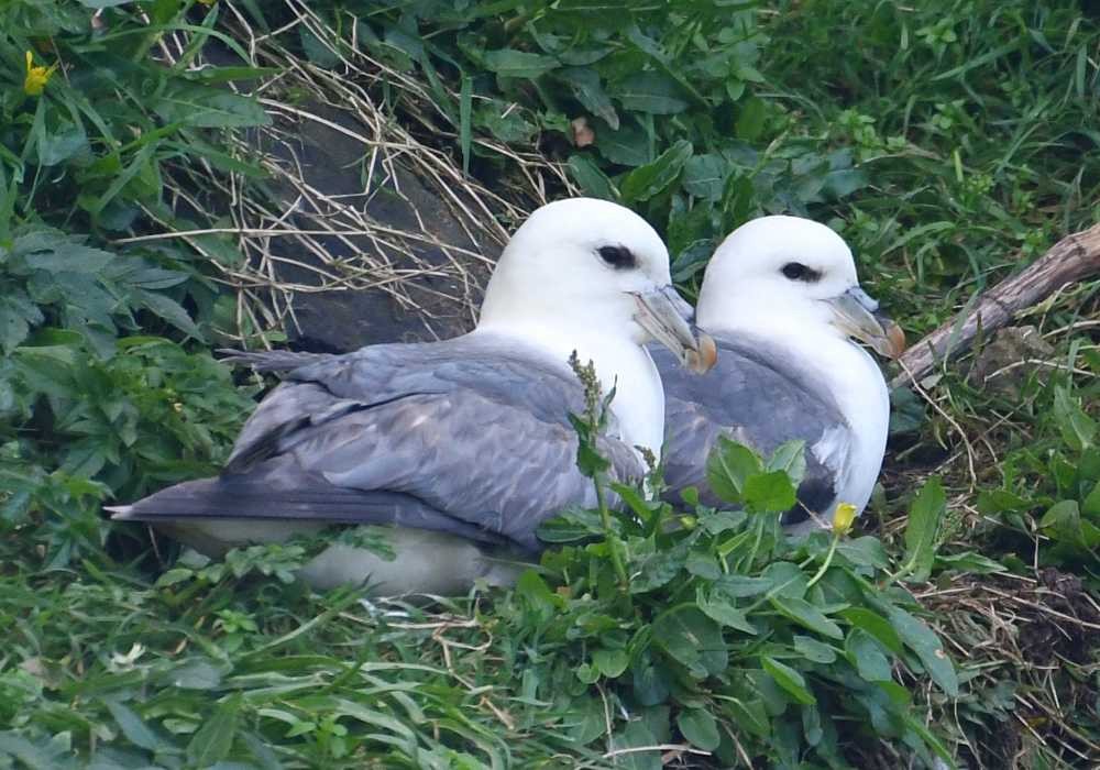 Fulmar boréal - ML619994787