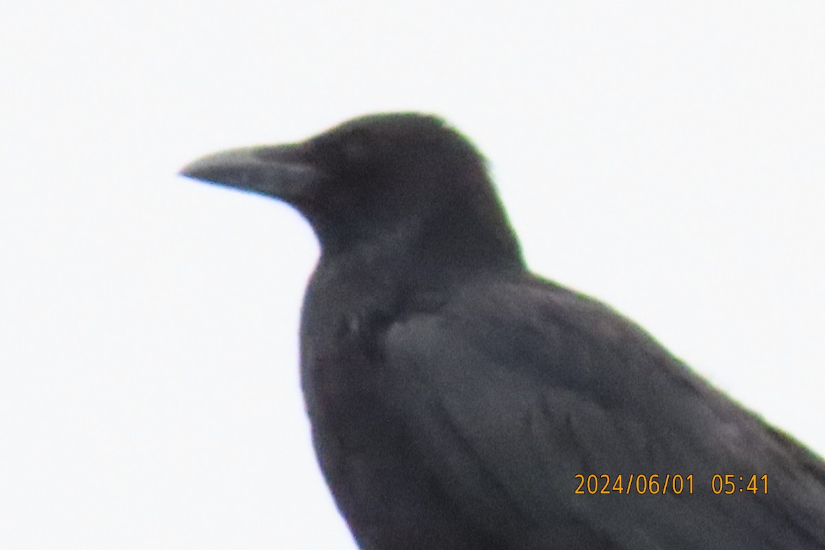 Carrion Crow - ML619994794