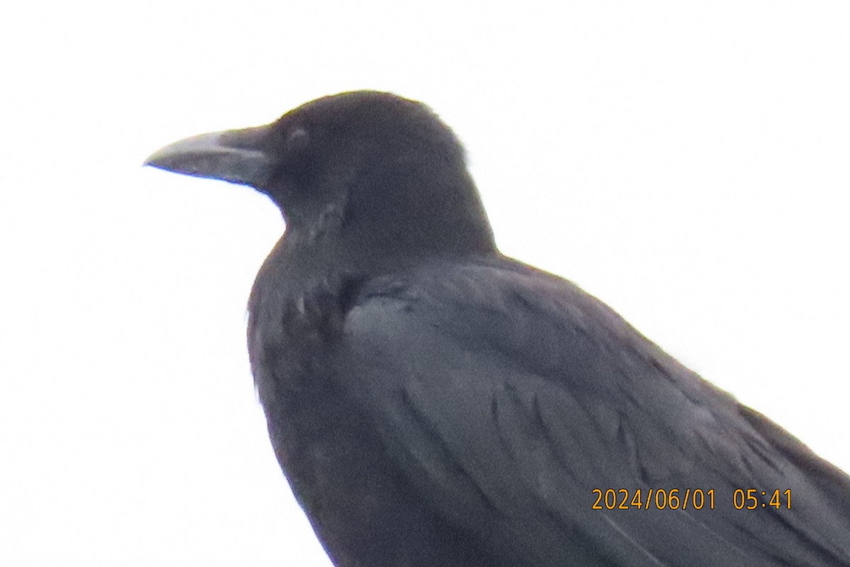 Carrion Crow - ML619994795