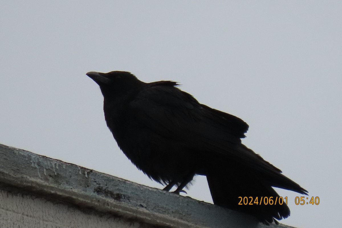 Carrion Crow - ML619994796