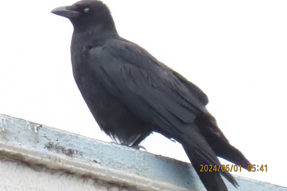 Carrion Crow - ML619994798